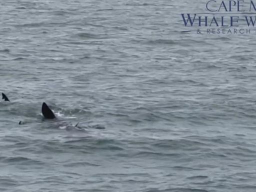 Video shows 2 more basking sharks off coast of Cape May, New Jersey