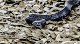 Biologists Release 25 Threatened Eastern Indigo Snakes in Alabama Forest