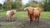 Online scammers put Muiravonside Country Park Highland cows up for sale