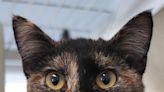 Pet of the week: Calm cat up for adoption at Rancho Coastal Humane Society