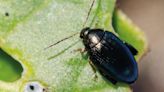 Which IPM options are best to manage cabbage stem flea beetle? - Farmers Weekly