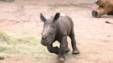 Indianapolis Zoo reveals name of baby rhino