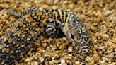 Komodo dragon babies hatch at zoo in Spain for first time in a decade. Take a look