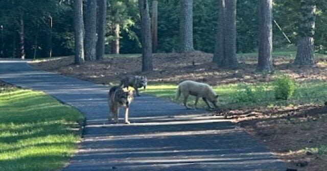 ‘They’re gonna hurt somebody’: Loose hybrid wolf-dogs cause scare in Marshall County