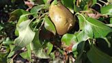 Los peritos califican de "bajo" el daño por el granizo caído en junio en el grueso de los cultivos de pera conferencia y manzana reineta del Bierzo