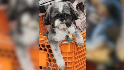 Police seek help finding Shih Tzu stolen from vehicle in southeast DC