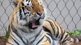 LSU's Mike the Tiger 'asks' politely: Please celebrate graduations without confetti