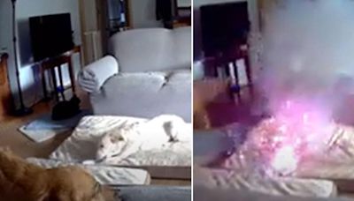 Moment dog starts house fire by chewing phone charger