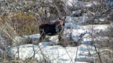 Moose head-butts woman, sends her to hospital, Idaho officials say. ‘I could have died’