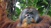 In apparent first, an orangutan was observed using plant medicine to heal itself