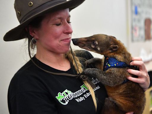 Coatimundi cuddles: Wichita Falls Public Library hosts The Creature Teacher