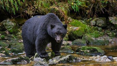 Black bear attacks child, 3, at campground near Yellowstone National Park