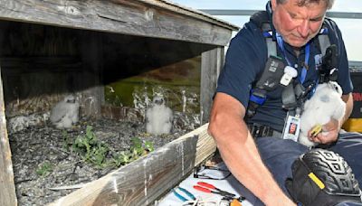 3 falcon chicks hatch atop the Verrazzano-Narrows Bridge in New York City