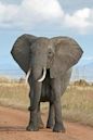 African bush elephant