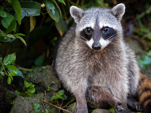 Raccoon Hilariously Trying to Snack on Doppleganger Cake Pop Is So Greedy