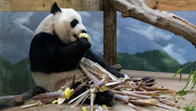 Here's how you can see Zoo Atlanta's giant pandas before they leave