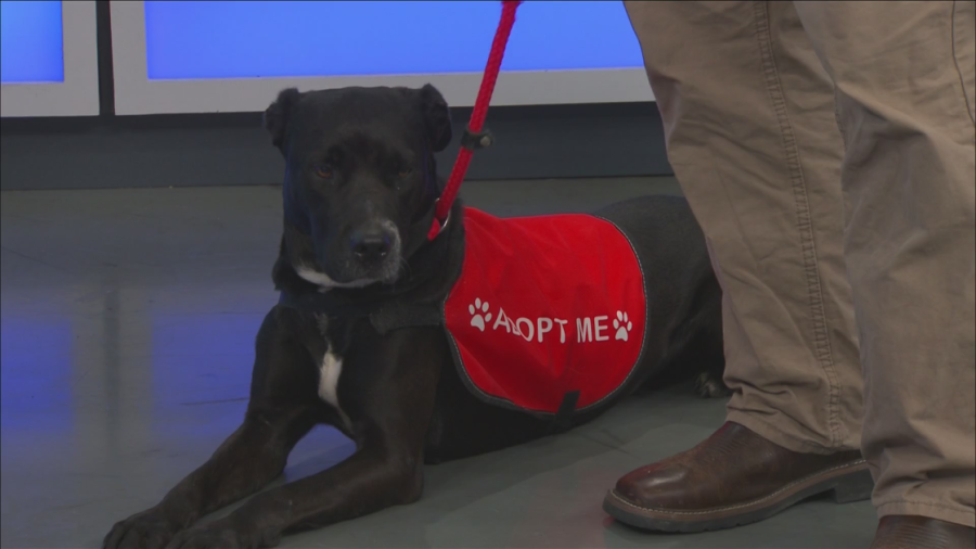 Clear the Shelters: Meet Leah. Couch potato is looking for a new home, someone to love