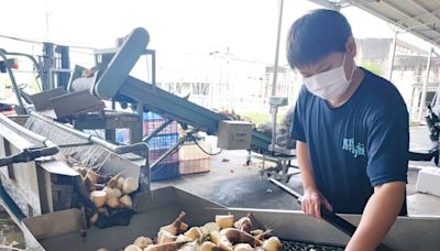 綠竹筍雨後「大出」台南關廟農會啟動運銷