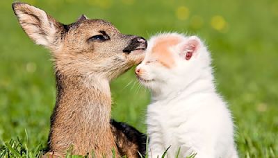 Decade-Long Friendship Between Neighborhood Deer and House Cat Is a Wonder to Behold