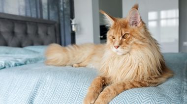Maine Coon Parents List 9 Signs That Show a Cat Is Depressed