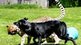 Cheetahs and dogs have been pals for decades at the Cincinnati Zoo. We learned how it works