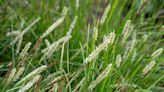 How to Grow and Care for Autumn Moor Grass (Sesleria autumnalis)