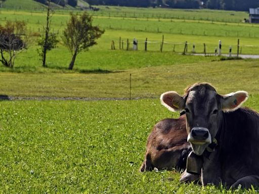Alerta en Europa: detectaron un caso de la enfermedad de la “vaca loca”