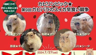 日本5大動物園合辦「水豚吃瓜大賽」 冠軍只花1分48秒完勝！