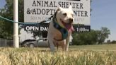 Jill the Texas Shelter Dog Finds Forever Home After 10-Year Wait: She 'Got Her Independence!'