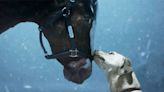 Clydesdale Horse Shares Sweet Moment with Labrador Retriever in Budweiser's 2024 Super Bowl Ad