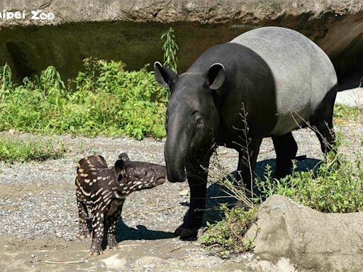 日本群馬動物園1馬來貘突發狂咬人 飼育員手臂骨折急送醫