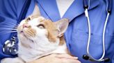 Kidney Disease in Cats: Causes, Symptoms, and Treatment