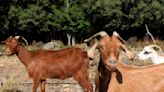 The Inland Empire's last goat dairy farmer faces a precarious future after he was robbed of a dozen goats