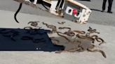 Eels writhe on Vancouver airport tarmac after escaping from Air Canada cargo box | CBC News