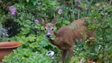 Do Deer Eat Hostas? 5 Ways to Keep Them From Destroying Your Plants