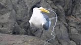 鳳頭燕鷗遭魚線卡喉難掙脫 誤食海廢救援困難鳥友憂心