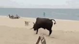 Vídeo: touro ataca turistas e cachorros em praia