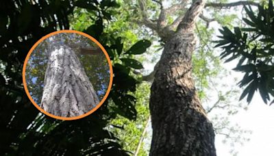 Este es el árbol de la selva tropical que combate la diarrea, calma la tos y alivia el dolor de muela