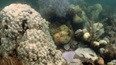 Climate change impact on coral reefs reach ‘uncharted territory’, NOAA study finds