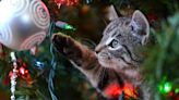 If Your Cat Just Won't Quit It, Try These Christmas Tree Alternatives
