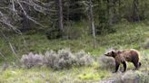 Ornery grizzly bear forces closure of Red Lodge-area campgrounds