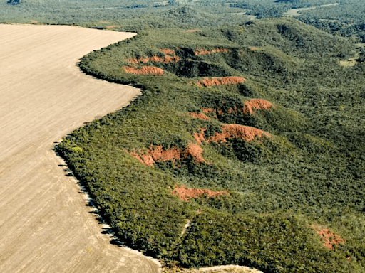 Área desmatada no Brasil em 2023 cai 11,6%, indica MapBiomas