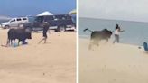 Toro agredió a mujer que se encontraba descansando en la playa; turistas huyeron del lugar