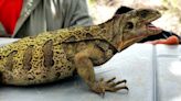 Researchers discover first-ever endangered pink iguana hatchlings, why their numbers are dwindling