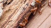 Is a termite treatment on an Oakland home also killing ants, and is there a risk to residents?