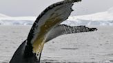Tras la "huella digital" de las ballenas jorobadas para su conservación