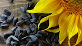 How to Harvest Sunflower Seeds After Blooms Finish