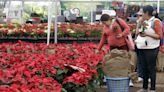 Las flores de Nochebuena llenan de alegría y color los hogares en México