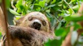 Berry the two-toed sloth seen hanging around the Oregon Zoo’s rainforest habitat