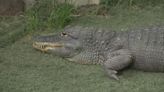 Manteca couple fight to keep pet gators as deadline looms